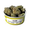buy quam strain online