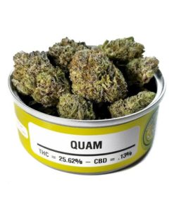 buy quam strain online