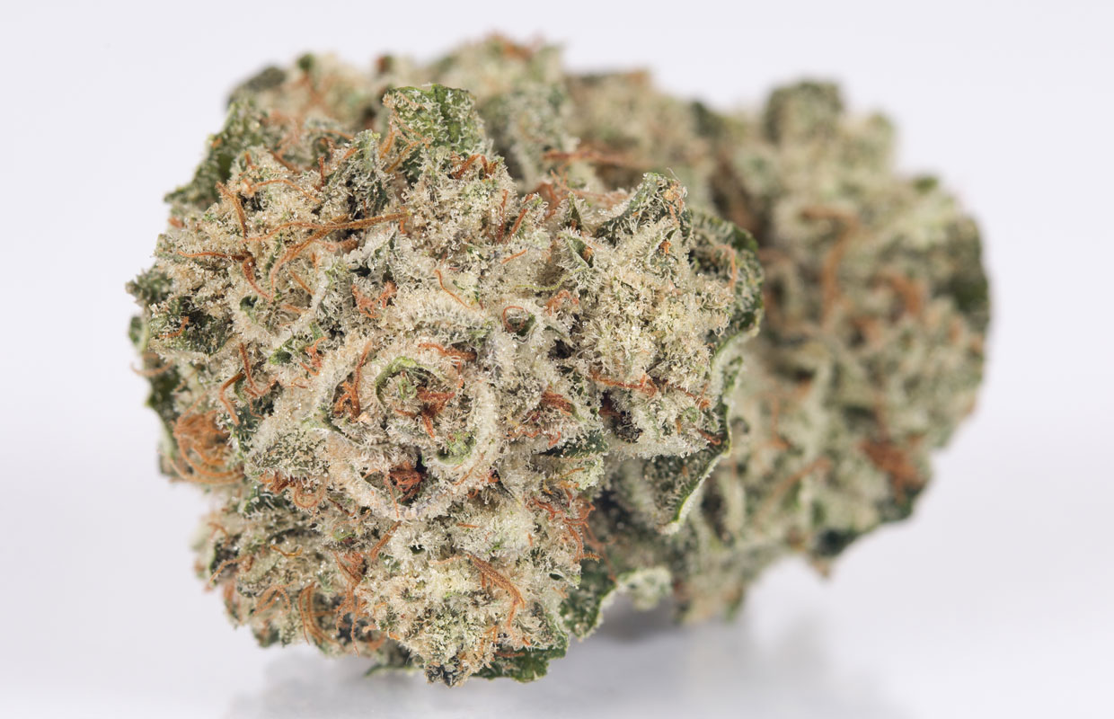 Buy Gorilla Glue #4 Strain Online Online Buy Gorilla Glue #4 Strain Online Online