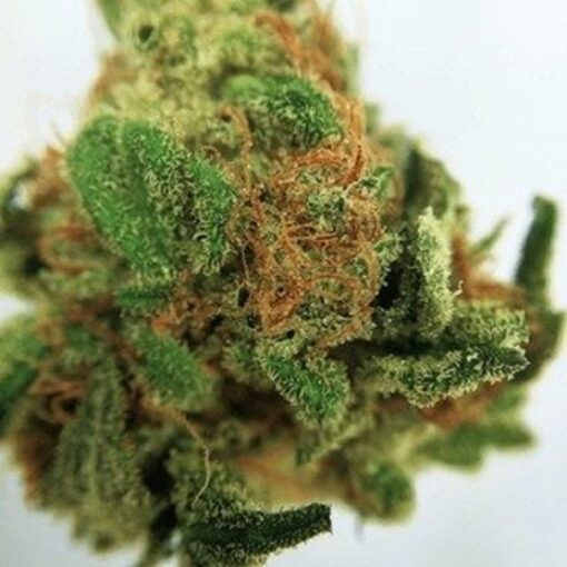 buy hindu kush online
