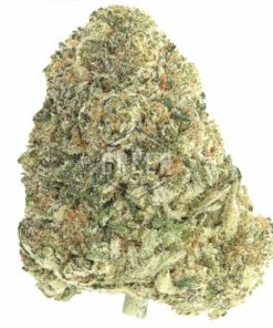 king louis strain