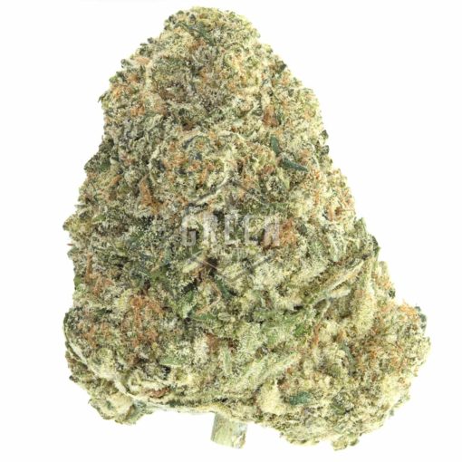 king louis strain