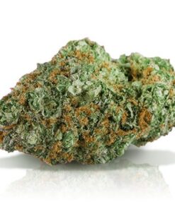 buy cinderella 99 strain online
