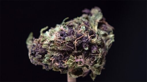 buy cookie monster strain online