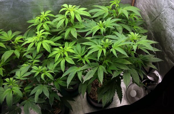 Weed Terms: The Most Popular Cannabis Slang