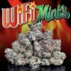 buy Jungle Boys Wifi Mint online