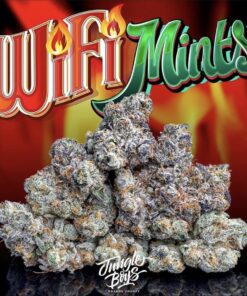 buy Jungle Boys Wifi Mint online