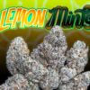 buy Jungle Boys Lemon Mints online