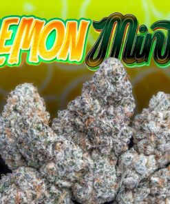buy Jungle Boys Lemon Mints online