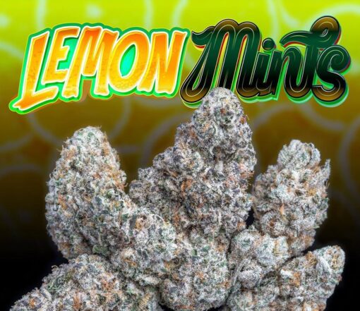 buy Jungle Boys Lemon Mints online