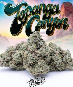 Buy Jungle Boys Topanga Canyon Online