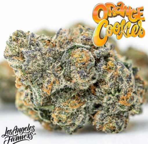 buy Jungle Boys Orange Cookies online