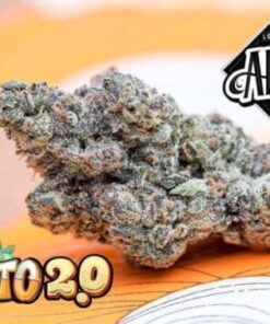 buy Jungle Boys Gelato online