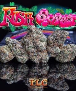 buy Jungle Boys Kush Sorbet #2 online