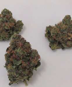 Buy Hash Plant Strain Online