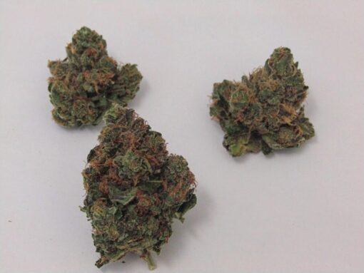 Buy Hash Plant Strain Online